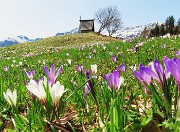 50 Alla bella stilizzata cappella Annovazzi della Pigolotta...tanti fiori 